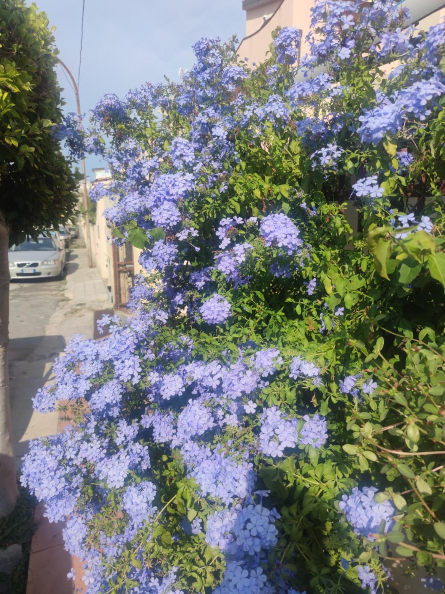 My Little House - Appartamento Con Patio E Parcheggio Privato A 5 Minuti Dalla Spiaggia E Dal Centro Тропея Экстерьер фото
